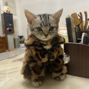 Meet your Posher, Isabella